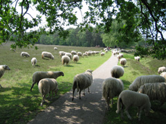 onze mooie Veluwe...
